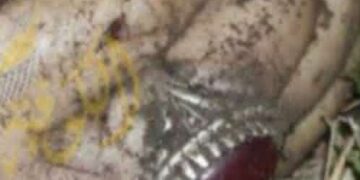 يد الشهيد سليماني هي العليا وشجاعة الشهيد المهندس هي الباقية