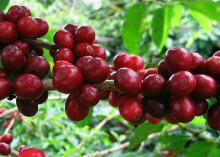 عضو المجلس السياسي الأعلى في اليمن يدشن مهرجان البن اليمني.